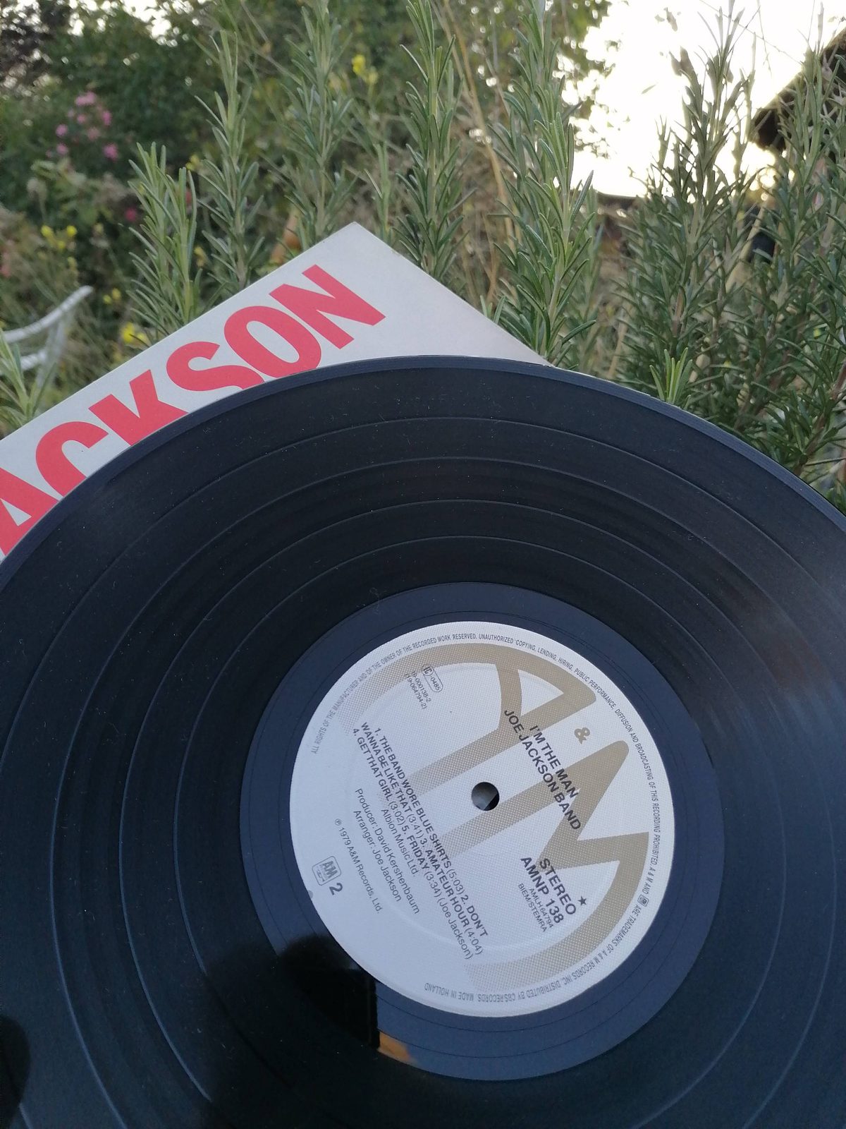 Schwarze Vinyl-Schallplatte von Joe Jackson mit hellem A&M-Records-Mittellabel zu I'm the Man. Lieblingsschallplatten bei Clipsy.de Kulturmagazin