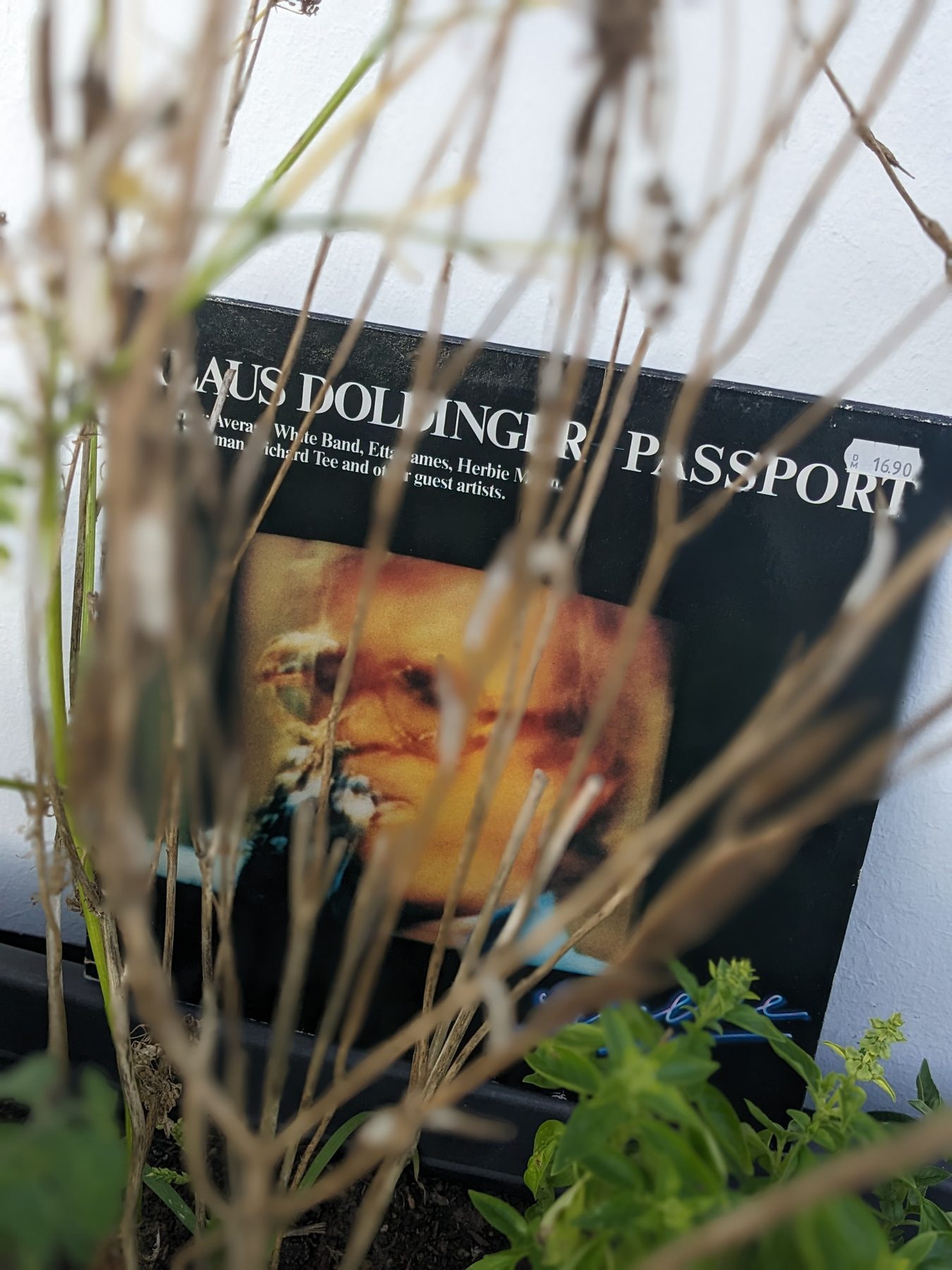 Das schwarze Cover von Klaus Doldinger + Passport Lifelike steht teilweise verdeckt zwischen trockenen Pflanzen und grünen Blättern vor einer weißen Wand.