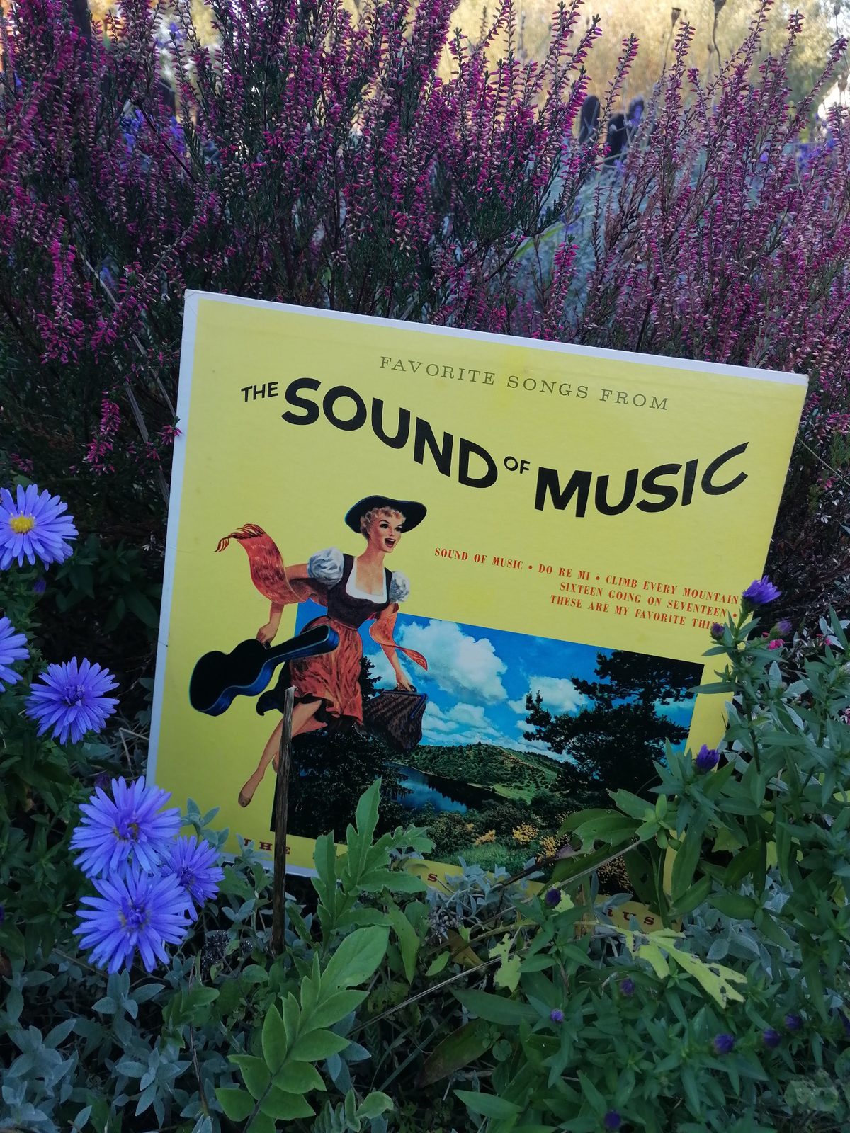 Schräg fotografiertes gelbes Frontcover der Sound-Stage-Chorus-LP zwischen blühender Heide und violetten Blumen, mit großer schwarzer Aufschrift The Sound of Music
